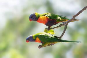 DIMEX | Vliesová fototapeta Duhový papoušek MS-5-0400 | 375 x 250 cm | zelená, modrá, oranžová