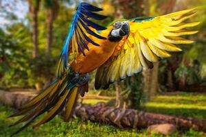 DIMEX | Vliesová fototapeta Krásný barevný papoušek MS-5-0413 | 375 x 250 cm| zelená, modrá, žlutá, hnědá