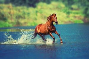 DIMEX | Vliesová fototapeta Kůň běžící jezerem MS-5-0424 | 375 x 250 cm| zelená, modrá, hnědá