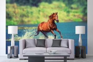 DIMEX | Vliesová fototapeta Kůň běžící jezerem MS-5-0424 | 375 x 250 cm| zelená, modrá, hnědá