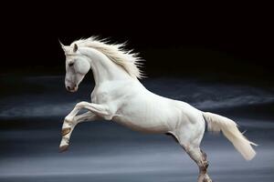 DIMEX | Vliesová fototapeta Bílý kůň MS-5-0423 | 375 x 250 cm| modrá, bílá, černá