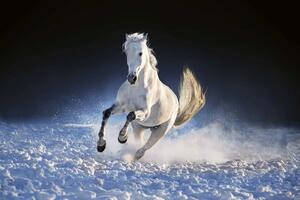 DIMEX | Vliesová fototapeta Kůň běžící sněhem MS-5-0420 | 375 x 250 cm| modrá, bílá, šedá