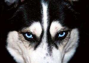 DIMEX | Vliesová fototapeta Husky MS-5-0426 | 375 x 250 cm| modrá, bílá, černá