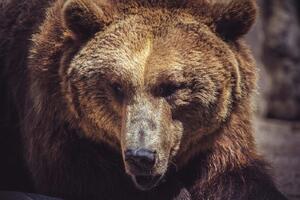 DIMEX | Vliesová fototapeta Kantaberský medvěd hnědý MS-5-0433 | 375 x 250 cm| černá, hnědá