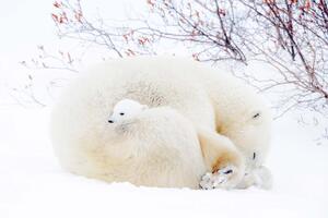 DIMEX | Vliesová fototapeta Lední medvědi MS-5-0431 | 375 x 250 cm| bílá, béžová, oranžová