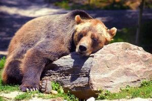 DIMEX | Vliesová fototapeta Spící medvěd grizzly MS-5-0434 | 375 x 250 cm| zelená, béžová, hnědá