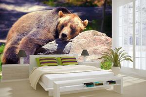 DIMEX | Vliesová fototapeta Spící medvěd grizzly MS-5-0434 | 375 x 250 cm| zelená, béžová, hnědá