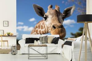 DIMEX | Vliesová fototapeta Žirafí selfie MS-5-0445 | 375 x 250 cm| zelená, béžová, hnědá