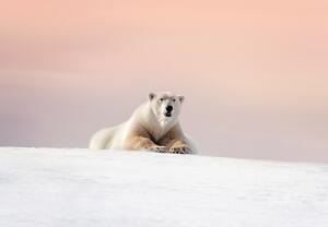 Fototapeta - Lední medvěd (245x170 cm)