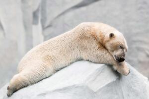 DIMEX | Vliesová fototapeta Spící lední medvěd MS-5-0437 | 375 x 250 cm| bílá, černá, šedá