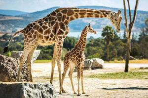 DIMEX | Vliesová fototapeta Rodina žiraf MS-5-0447 | 375 x 250 cm| zelená, modrá, béžová, hnědá