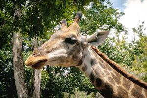 DIMEX | Vliesová fototapeta Žirafa na procházce MS-5-0451 | 375 x 250 cm| zelená, béžová, hnědá