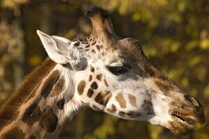 DIMEX | Vliesová fototapeta Hlava žirafy MS-5-0450 | 375 x 250 cm| zelená, béžová, hnědá