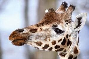 DIMEX | Vliesová fototapeta Žirafí mládě MS-5-0449 | 375 x 250 cm| béžová, hnědá