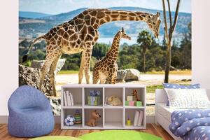 DIMEX | Vliesová fototapeta Rodina žiraf MS-5-0447 | 375 x 250 cm| zelená, modrá, béžová, hnědá