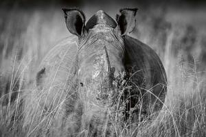 DIMEX | Vliesová fototapeta Nosorožec v trávě MS-5-0454 | 375 x 250 cm| bílá, černá