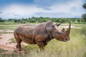 DIMEX | Vliesová fototapeta Procházející se nosorožec MS-5-0455 | 375 x 250 cm| zelená, modrá, hnědá