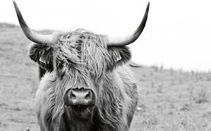 DIMEX | Vliesová fototapeta Skotská kráva MS-5-0458 | 375 x 250 cm| bílá, černá