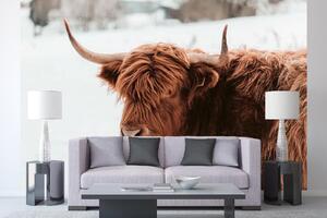 DIMEX | Vliesová fototapeta Skotská hnědá kráva MS-5-0459 | 375 x 250 cm| bílá, hnědá