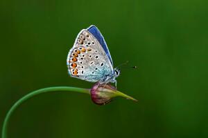 DIMEX | Vliesová fototapeta Motýl na poupátku MS-5-0466 | 375 x 250 cm| zelená, modrá, fialová
