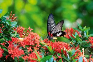 DIMEX | Vliesová fototapeta Motýl na květině MS-5-0464 | 375 x 250 cm| zelená, červená, černá