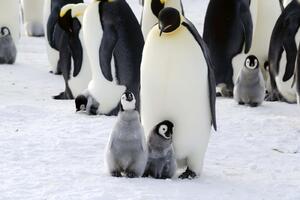 DIMEX | Vliesová fototapeta Rodina tučňáků MS-5-0476 | 375 x 250 cm| bílá, černá, žlutá, šedá