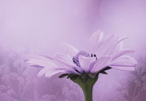 Fototapeta - Fialový květ (245x170 cm)