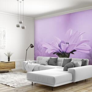 Fototapeta - Fialový květ (245x170 cm)