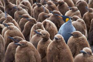 DIMEX | Vliesová fototapeta Velká skupina tučňáků MS-5-0479 | 375 x 250 cm| černá, oranžová, hnědá, šedá