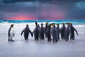 DIMEX | Vliesová fototapeta Tučňáci na Falklandech MS-5-0478 | 375 x 250 cm| modrá, červená, bílá, černá, žlutá