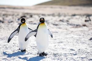 DIMEX | Vliesová fototapeta Tučňáci na Antarktidě MS-5-0477 | 375 x 250 cm| bílá, béžová, černá, žlutá, šedá