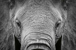 DIMEX | Vliesová fototapeta Slon africký MS-5-0484 | 375 x 250 cm| bílá, černá