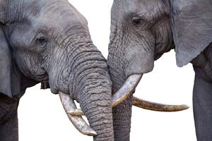 DIMEX | Vliesová fototapeta Zamilovaní sloni MS-5-0481 | 375 x 250 cm| bílá, šedá