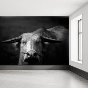 Fototapeta - Kráva (245x170 cm)