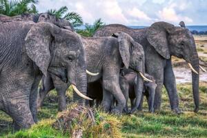 DIMEX | Vliesová fototapeta Stádo slonů MS-5-0482 | 375 x 250 cm| zelená, béžová, hnědá, šedá
