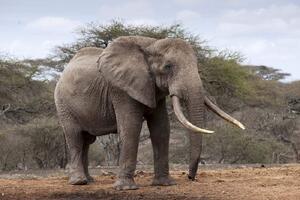 DIMEX | Vliesová fototapeta Slon v Keni MS-5-0495 | 375 x 250 cm| zelená, béžová, hnědá, šedá