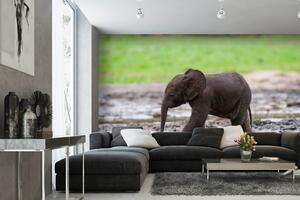 DIMEX | Vliesová fototapeta Malinké sloní mládě MS-5-0498 | 375 x 250 cm| zelená, béžová, hnědá, šedá