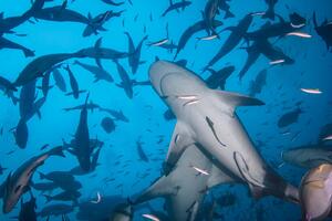 DIMEX | Vliesová fototapeta Potápění se žraloky MS-5-0500 | 375 x 250 cm| modrá, šedá