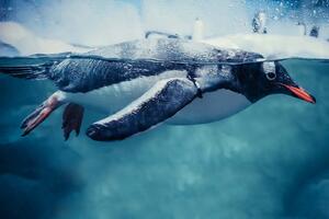 DIMEX | Vliesová fototapeta Plavající tučňák MS-5-0499 | 375 x 250 cm| modrá, bílá, černá, vining-ivy