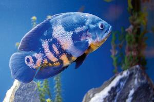 DIMEX | Vliesová fototapeta Velká modrá ryba MS-5-0510 | 375 x 250 cm| modrá, bílá, šedá