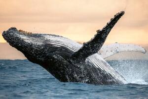 DIMEX | Vliesová fototapeta Skákání velryby MS-5-0508 | 375 x 250 cm| modrá, béžová, šedá