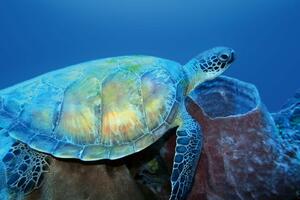 DIMEX | Vliesová fototapeta Mořská želva MS-5-0516 | 375 x 250 cm| zelená, modrá, hnědá