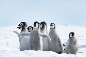 DIMEX | Vliesová fototapeta Mláďata tučňáka MS-5-0521 | 375 x 250 cm| bílá, černá, šedá
