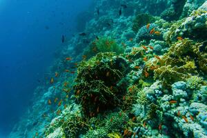 DIMEX | Vliesová fototapeta Ryby na útesu MS-5-0532 | 375 x 250 cm| zelená, modrá