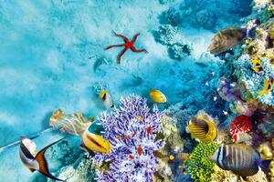 DIMEX | Vliesová fototapeta Podvodní svět s korály MS-5-0529 | 375 x 250 cm| modrá, červená, fialová, žlutá
