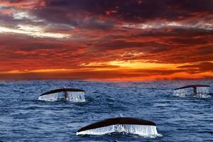 DIMEX | Vliesová fototapeta Ocasy velryb MS-5-0525 | 375 x 250 cm| modrá, červená, černá, oranžová
