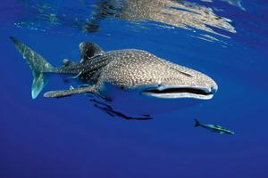 DIMEX | Vliesová fototapeta Žralok obrovský MS-5-0528 | 375 x 250 cm| modrá, šedá