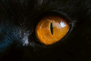 DIMEX | Vliesová fototapeta Oko pantera MS-5-0546 | 375 x 250 cm| černá, oranžová
