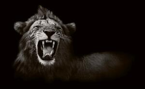 DIMEX | Vliesová fototapeta Divoký lev africký MS-5-0536 | 375 x 250 cm| bílá, černá, hnědá