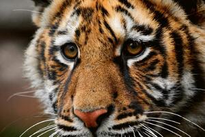 DIMEX | Vliesová fototapeta Tygří hlava MS-5-0542 | 375 x 250 cm| bílá, černá, oranžová, hnědá